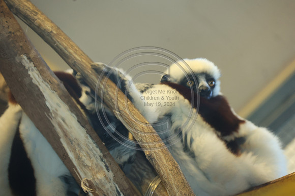 KTIN9437. Philadelphia Zoo 08112024 ktiplaura@gmail.com