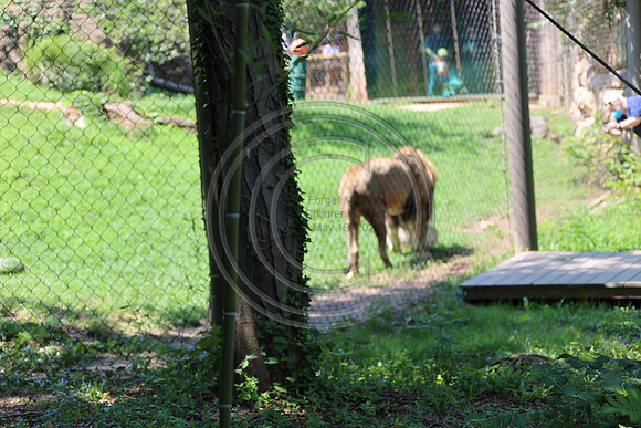 KTIN9453. Philadelphia Zoo 08112024 ktiplaura@gmail.com