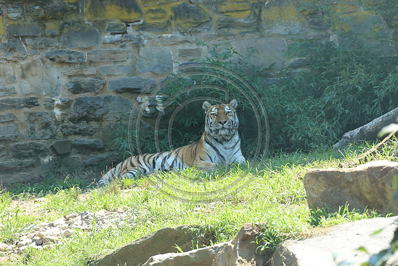 KTIN9539. Philadelphia Zoo 08112024 ktiplaura@gmail.com