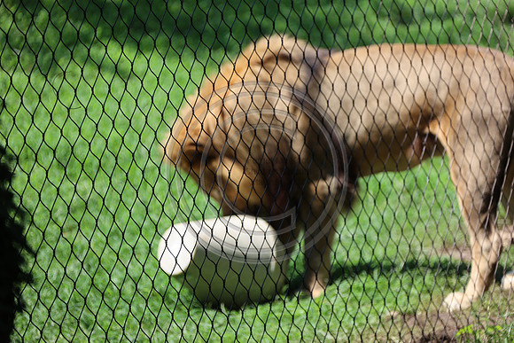 KTIN9479. Philadelphia Zoo 08112024 ktiplaura@gmail.com