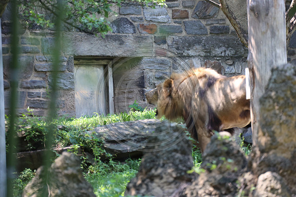 KTIN9498. Philadelphia Zoo 08112024 ktiplaura@gmail.com