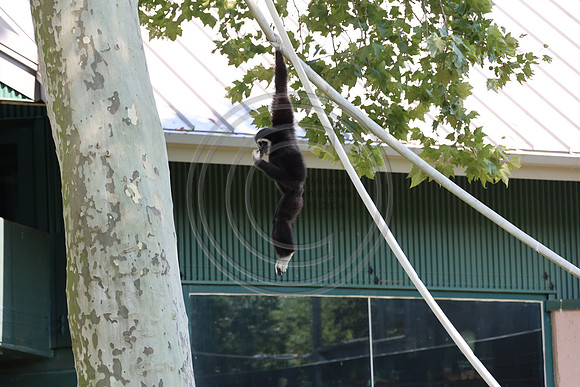 KTIN9581. Philadelphia Zoo 08112024 ktiplaura@gmail.com