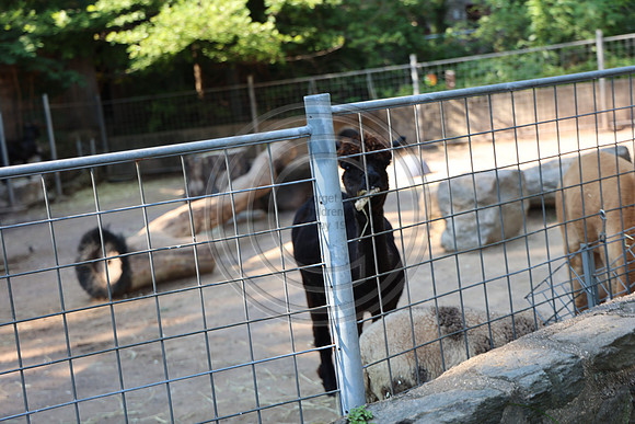 KTIN9667. Philadelphia Zoo 08112024 ktiplaura@gmail.com