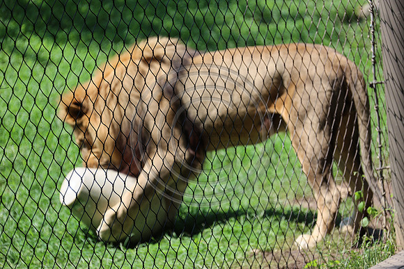 KTIN9478. Philadelphia Zoo 08112024 ktiplaura@gmail.com