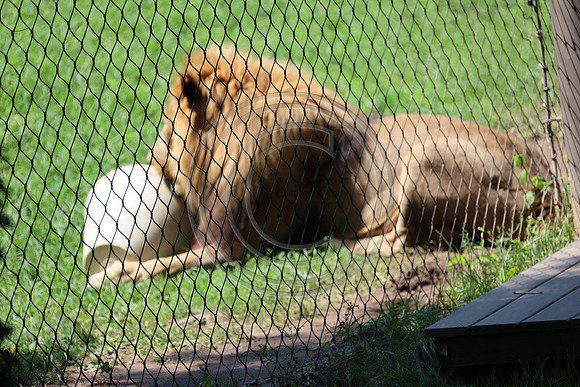 KTIN9472. Philadelphia Zoo 08112024 ktiplaura@gmail.com