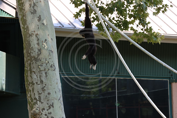 KTIN9580. Philadelphia Zoo 08112024 ktiplaura@gmail.com
