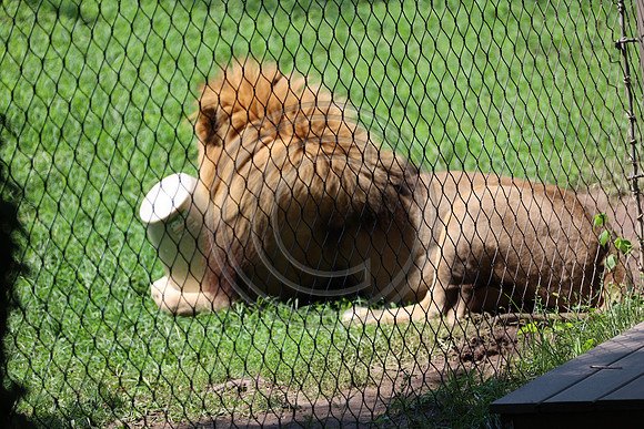 KTIN9461. Philadelphia Zoo 08112024 ktiplaura@gmail.com