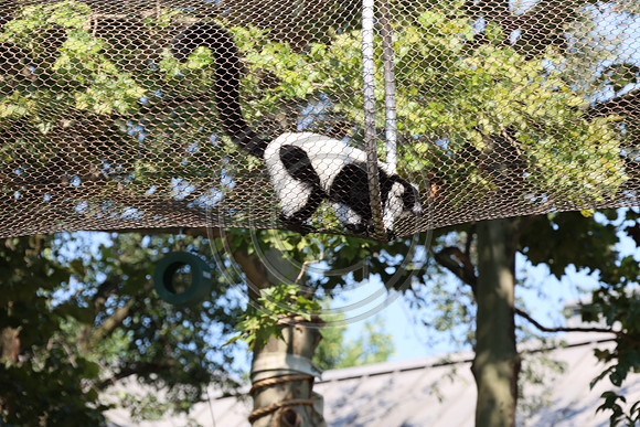 KTIN9574. Philadelphia Zoo 08112024 ktiplaura@gmail.com