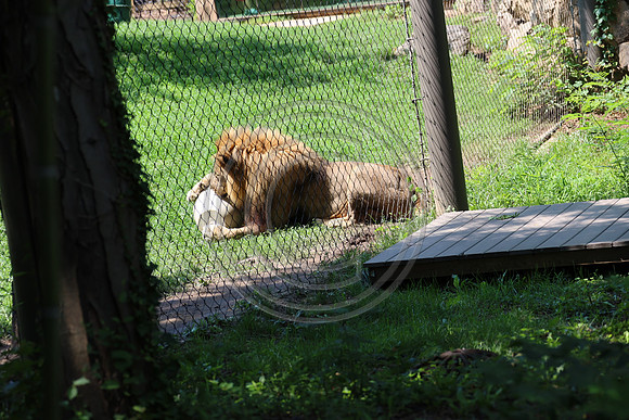 KTIN9473. Philadelphia Zoo 08112024 ktiplaura@gmail.com
