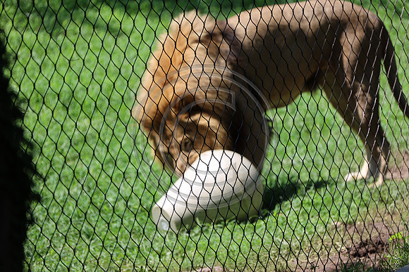KTIN9482. Philadelphia Zoo 08112024 ktiplaura@gmail.com
