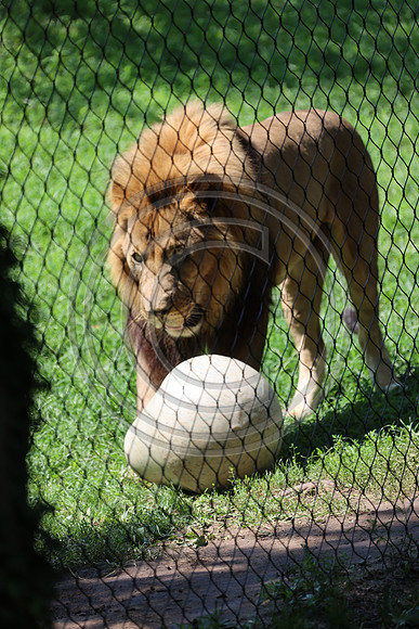 KTIN9492. Philadelphia Zoo 08112024 ktiplaura@gmail.com