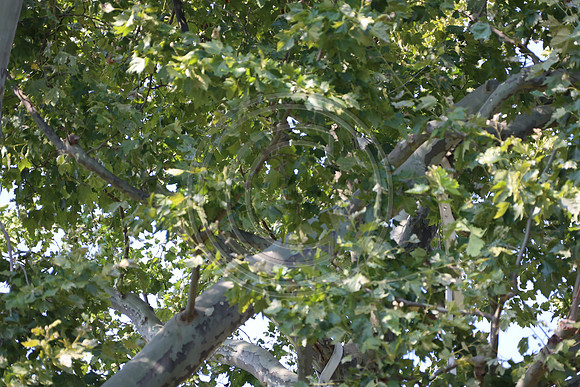 KTIN9614. Philadelphia Zoo 08112024 ktiplaura@gmail.com
