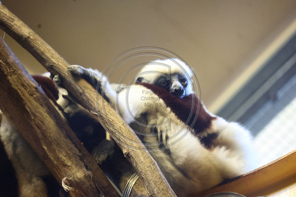 KTIN9438. Philadelphia Zoo 08112024 ktiplaura@gmail.com