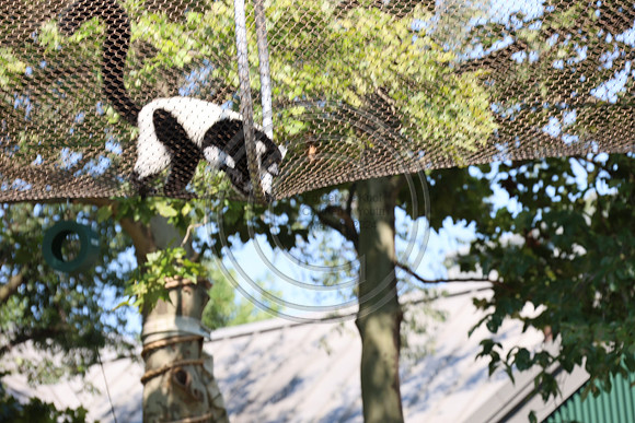 KTIN9573. Philadelphia Zoo 08112024 ktiplaura@gmail.com