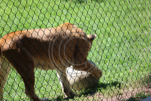 KTIN9509. Philadelphia Zoo 08112024 ktiplaura@gmail.com