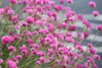 ROSS0822. Pennsylvania Horticultural Society 09303025 KTIPLAURA