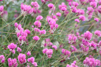 ROSS0823. Pennsylvania Horticultural Society 09303025 KTIPLAURA