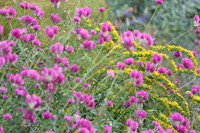 ROSS0821. Pennsylvania Horticultural Society 09303025 KTIPLAURA