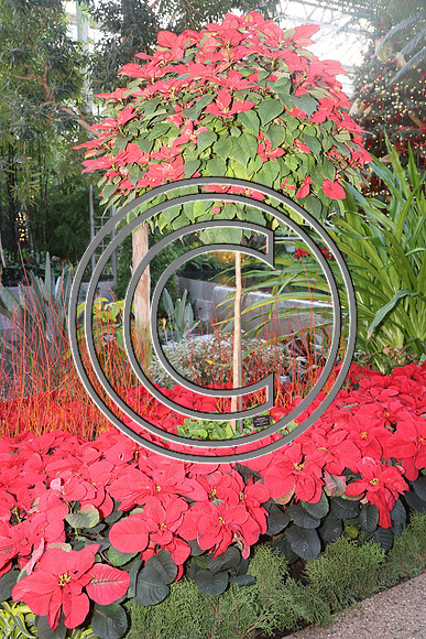 PHSL0024 Longwood Gardens 12242025 ktiplaura