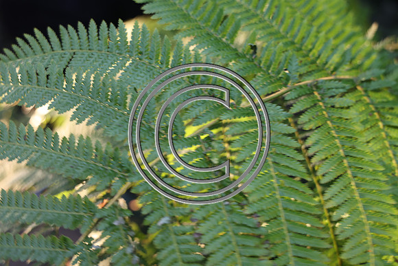 PHSL0061 Longwood Gardens 12242025 ktiplaura