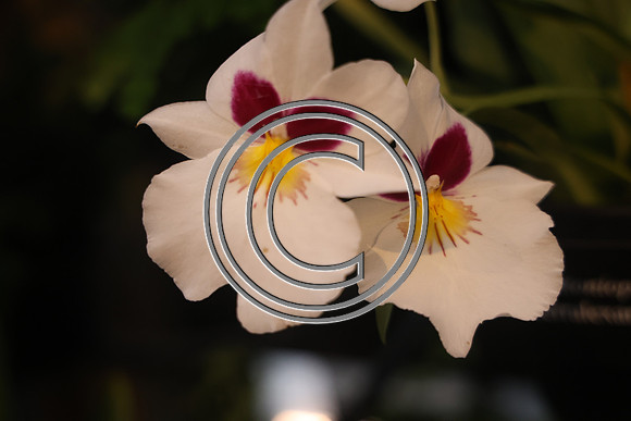 PHSL0166 Longwood Gardens 12242025 ktiplaura
