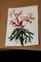 PHSL0172. PHS FLOWER SHOW 2026 MARCH 3 2026 KTIPLAURA