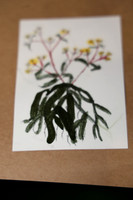 PHSL0173. PHS FLOWER SHOW 2026 MARCH 3 2026 KTIPLAURA