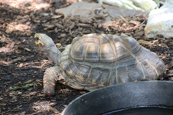 KTIN9414. Philadelphia Zoo 08112024 ktiplaura@gmail.com