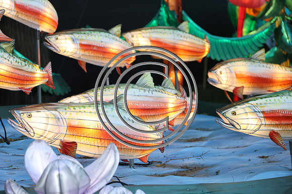 PHSL0970.Chinese Lantern Festival 2026 KTIPLAURA