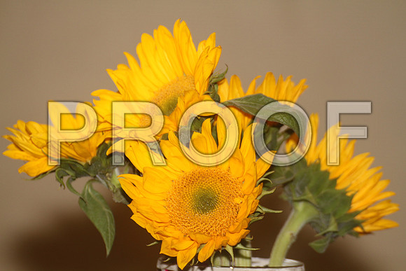 Milestones 32713 (233)
