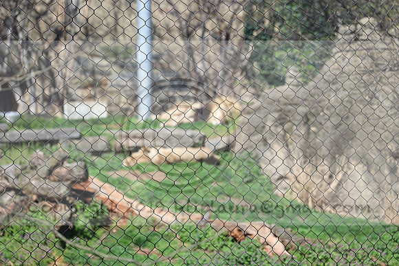 IMG_8027. Philadelphia Zoo 2023 April 2 Ktiplaura@gmail.xom