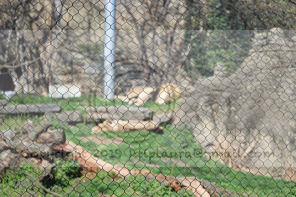 IMG_8029. Philadelphia Zoo 2023 April 2 Ktiplaura@gmail.xom
