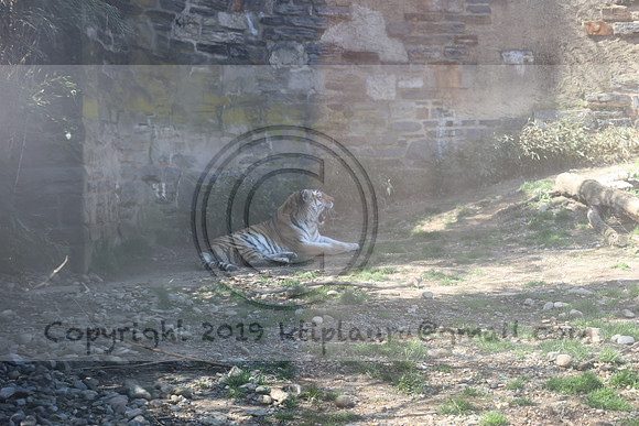 IMG_8035. Philadelphia Zoo 2023 April 2 Ktiplaura@gmail.xom