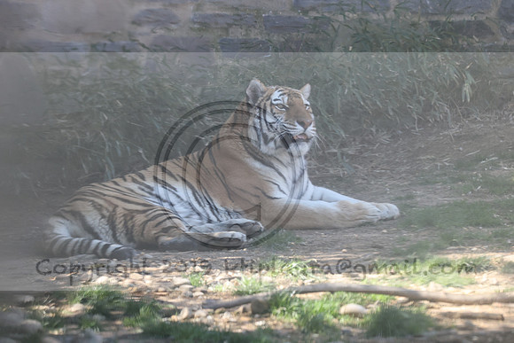 IMG_8036. Philadelphia Zoo 2023 April 2 Ktiplaura@gmail.xom