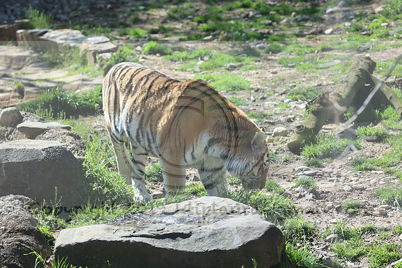 IMG_8046. Philadelphia Zoo 2023 April 2 Ktiplaura@gmail.xom