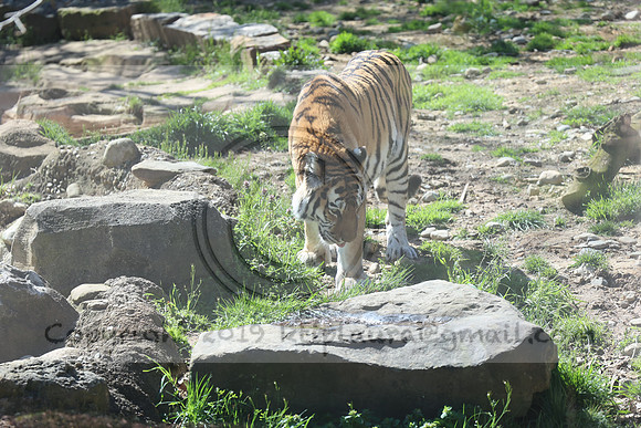 IMG_8045. Philadelphia Zoo 2023 April 2 Ktiplaura@gmail.xom