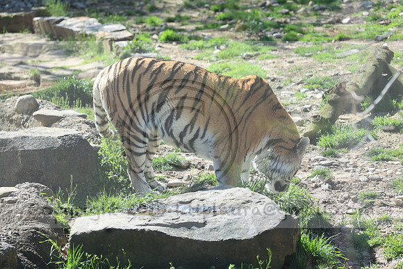 IMG_8047. Philadelphia Zoo 2023 April 2 Ktiplaura@gmail.xom