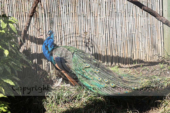 IMG_8068. Philadelphia Zoo 2023 April 2 Ktiplaura@gmail.xom