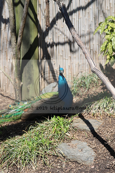 IMG_8088. Philadelphia Zoo 2023 April 2 Ktiplaura@gmail.xom