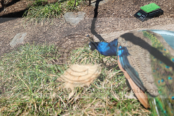 IMG_8116. Philadelphia Zoo 2023 April 2 Ktiplaura@gmail.xom