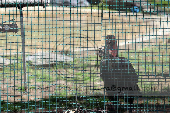 IMG_8199. Philadelphia Zoo 2023 April 2 Ktiplaura@gmail.xom