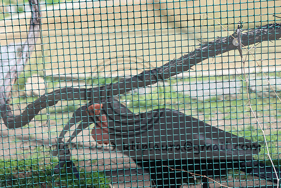 IMG_8201. Philadelphia Zoo 2023 April 2 Ktiplaura@gmail.xom