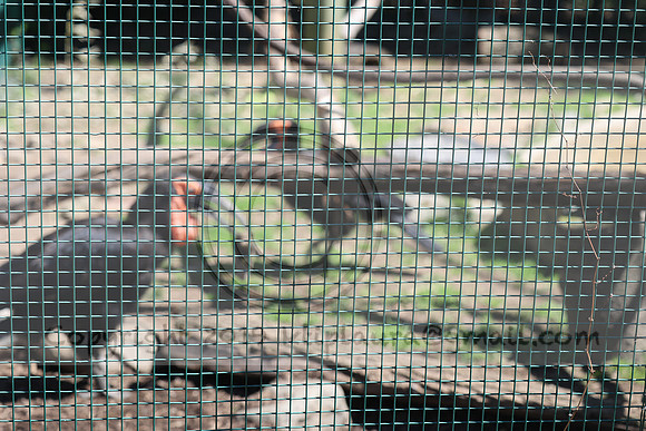 IMG_8203. Philadelphia Zoo 2023 April 2 Ktiplaura@gmail.xom