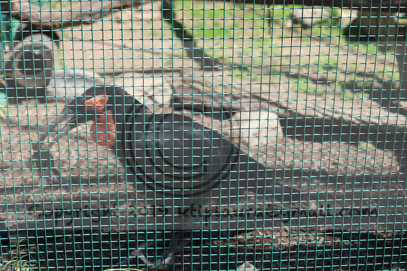 IMG_8207. Philadelphia Zoo 2023 April 2 Ktiplaura@gmail.xom