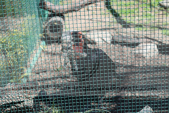 IMG_8209. Philadelphia Zoo 2023 April 2 Ktiplaura@gmail.xom