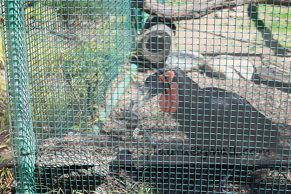IMG_8208. Philadelphia Zoo 2023 April 2 Ktiplaura@gmail.xom
