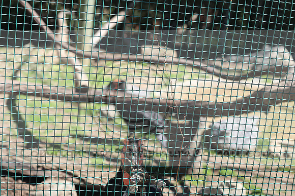 IMG_8212. Philadelphia Zoo 2023 April 2 Ktiplaura@gmail.xom