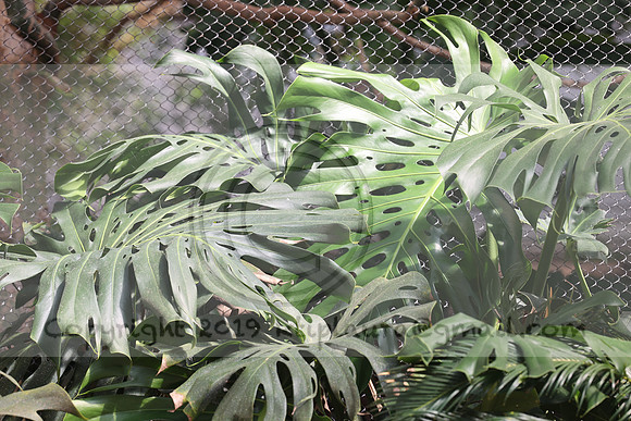 IMG_8240. Philadelphia Zoo 2023 April 2 Ktiplaura@gmail.xom