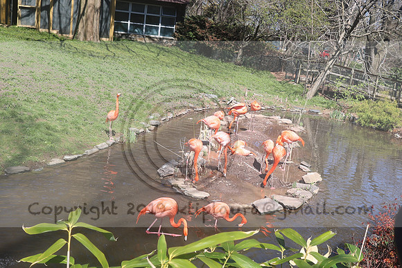 IMG_8246. Philadelphia Zoo 2023 April 2 Ktiplaura@gmail.xom