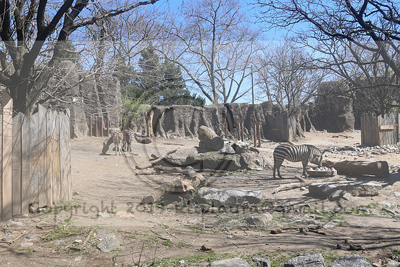 IMG_8249. Philadelphia Zoo 2023 April 2 Ktiplaura@gmail.xom